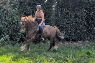 Gorgeous liver chestnut 