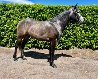 Super Sweet 150cm Connemara Gelding 