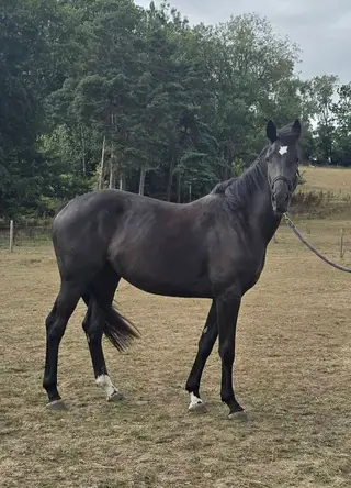 Stunning filly by Party Trick