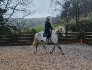 Ror eligible, pretty TB mare