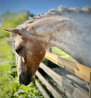 3yo Sports Pony mare to make 14.2hh⏐SPSS Graded⏐Highland x ApHC