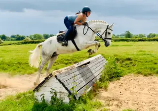 Gerry – A Dream Pony Ready to Make More Dreams Come True!