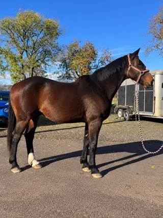 Safe All-Rounder & Confidence-Giving Schoolmaster