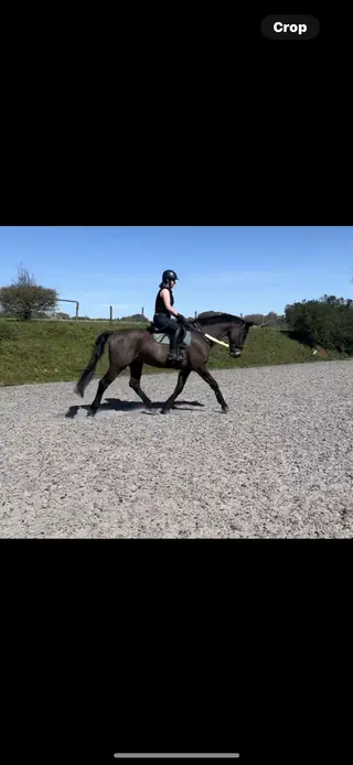 Gorgeous gelding