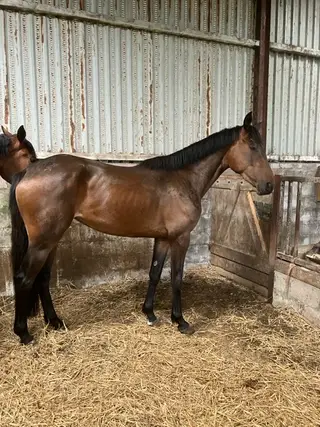 16.3  3 yro Irish sport Horse Filly 