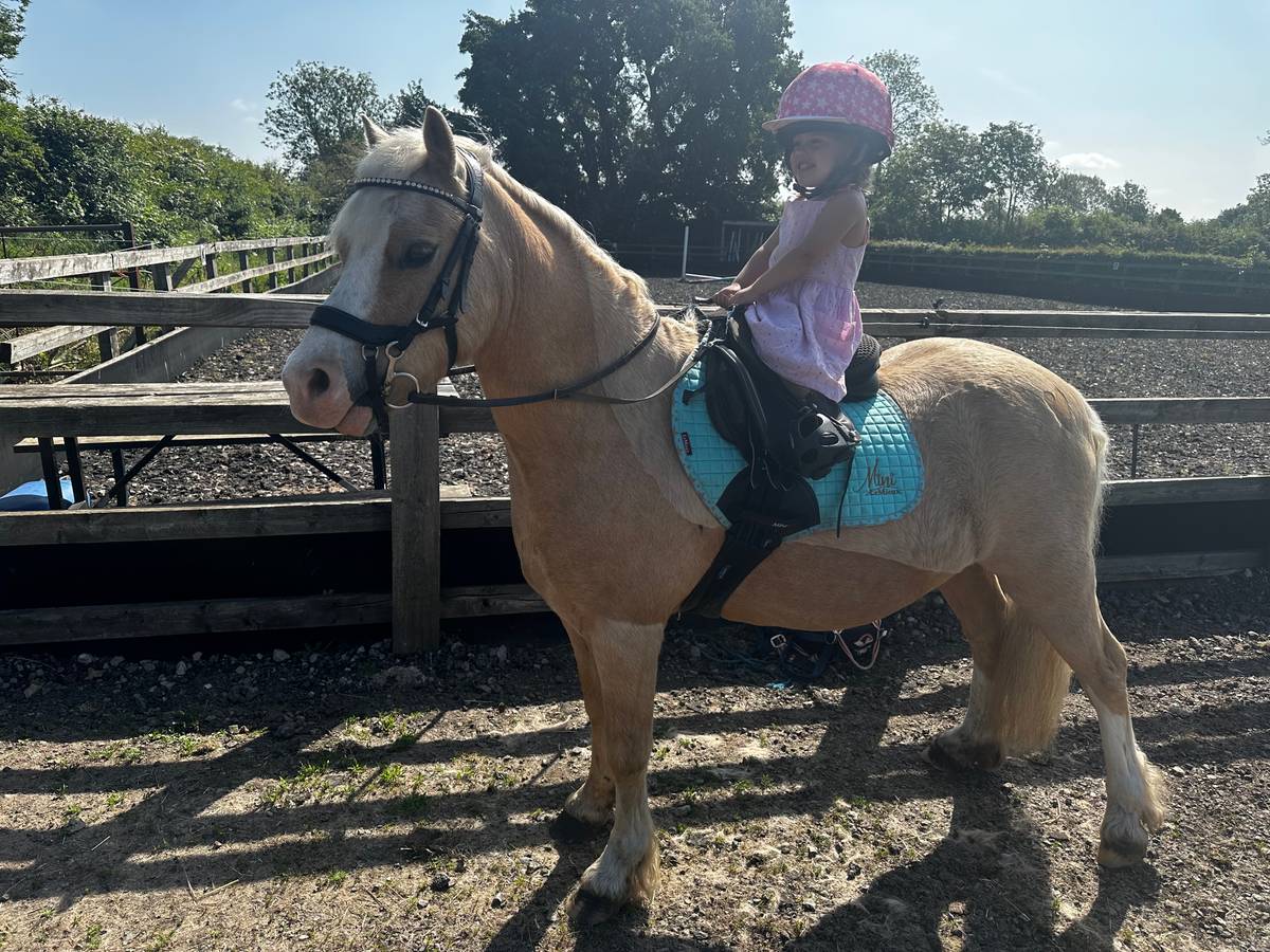 Pony for Sale Perfect Lead Rein pony for sale