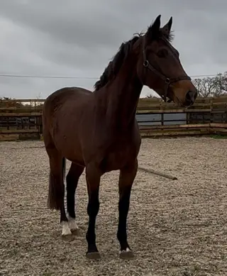 Serious Young Horse with Exceptional Breeding