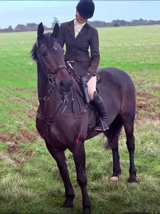 Experienced Irish Hunter – Seasoned and Mannerly