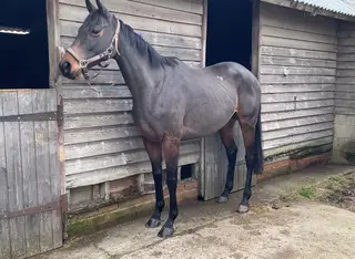 Lovely MD share tb mare safe 15.3