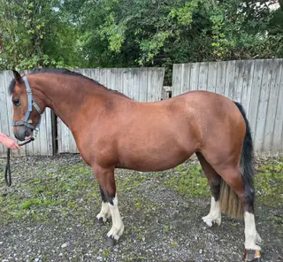 Quality Registered 3yr old Sec C Filly 