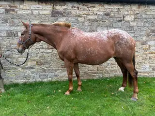 Graded KB mare in foal to PRE Stallion 