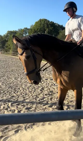 Smart 17.2hh ISH gelding