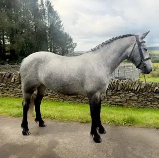 Quality young connemara  