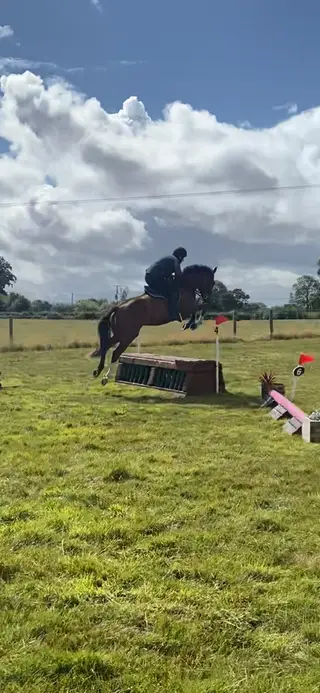 Stunning 16.1hh gelding, potential for all sorts!