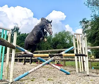 Quality sports horse 