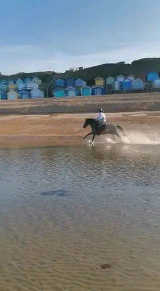 New Forest 7 yr old 13.2 project pony