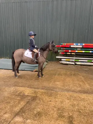 Lion - mini black beauty, the perfect lead rein/first ridden   11.2h Welsh section A. Totally bombproof dreamy pony.