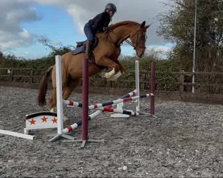 Stunning flashy chestnut! 