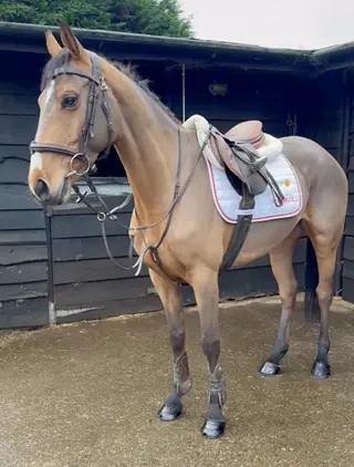 Athletic Irish Sport Prospect- A Real Cracker!