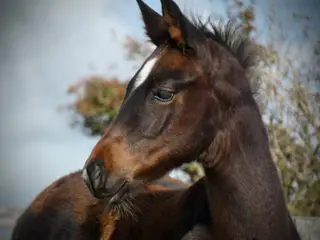 JOINT HIGHEST SCORING DRESSAGE FOAL 