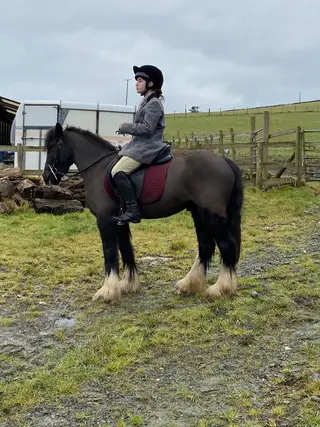 13.2hh Hunting Pony