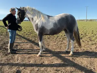 Striking Blue & White Filly by Killaspic Ross
