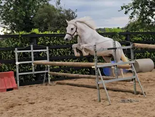 Unbroken Connie with loads of potential 3 yrs old 