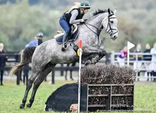 Fabulous experienced mare. Everything done 