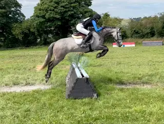 Fantastic winning Connemara mare 5 yrs. 