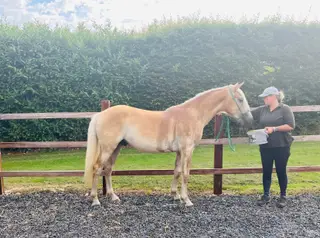 Stunning Haflinger