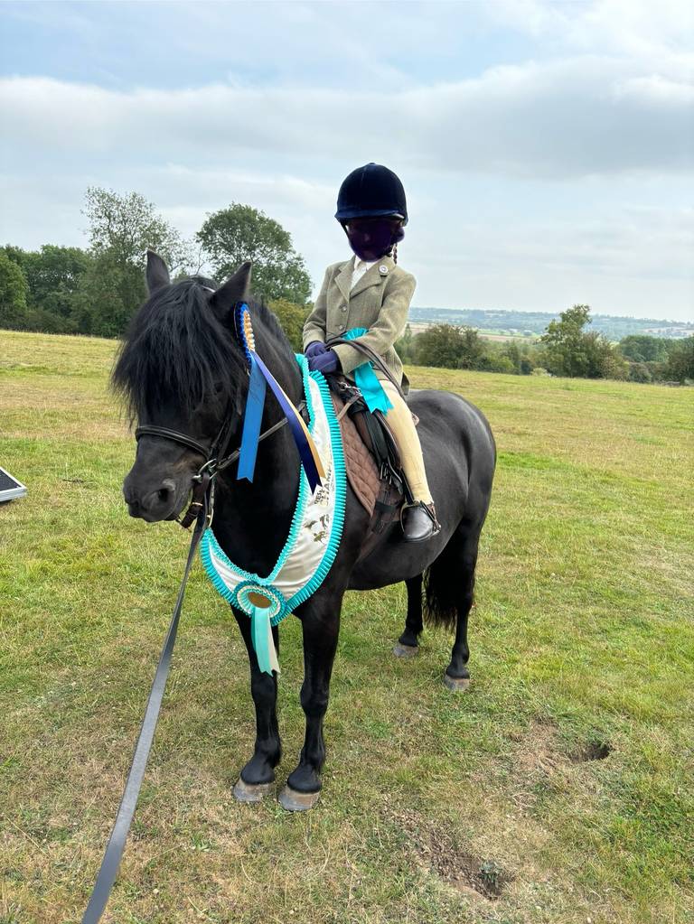 Pony for Sale Registered Dartmoor Lead rein pony