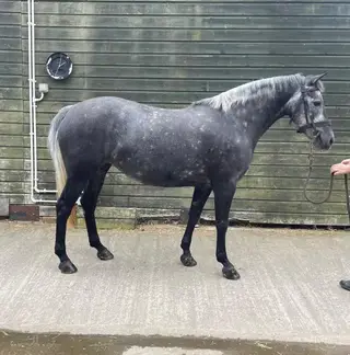 Potential top class pony 