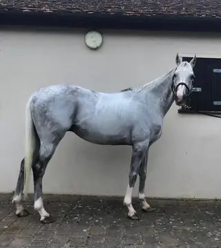 ROR potential /allrounder 
