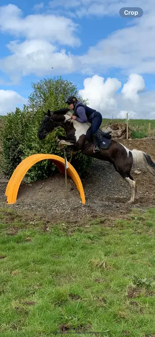 Striking 16.2hh 10yr old gelding