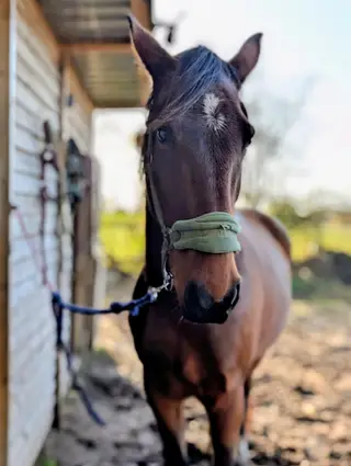 Forest - Super quiet sensible gelding