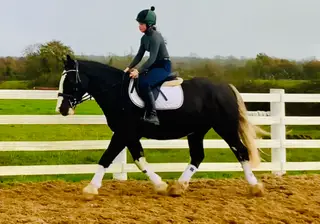 Oreo – Stunning, Kind and Honest All-Rounder