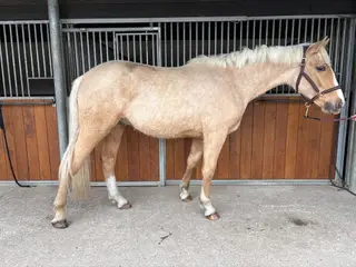 IDSH x ISH 2yr old Palomino Gelding