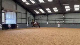 16.3hh stunning bay mare
