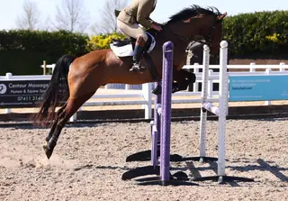 Impressive Gelding 