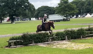 Super fun welsh C Gelding 