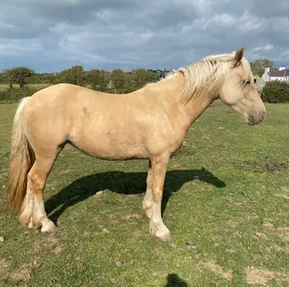 Quality Palomino Section D – Blank Canvas for the Future