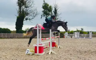 Duke: rare find! versatile, talented, ultra quiet & honest dreamhorse