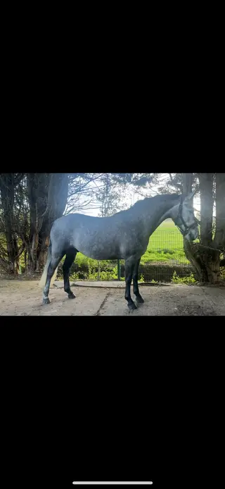 ⭐️ stunning 6yo 148 Connemara gelding ⭐️