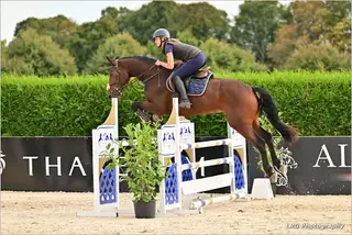 Talented 6 Year Old Mare 