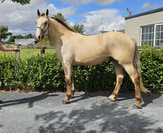 Super young horse Dun gelding 3yrs 16.1 