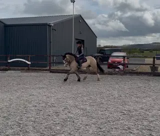Handsome Irish Pony Pete ☘️