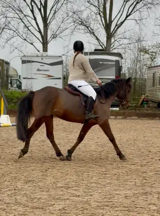 Stunning 14.2 Connemara x TB Mare rising 5 yrs