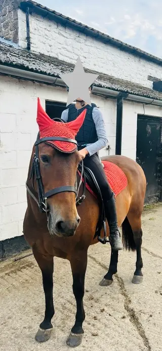 New forest mare