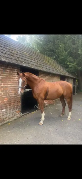 Showjumper Potential
