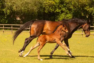 SUPER FOAL WITH TOP CLASS BLOODLINES